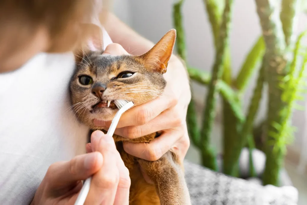 Brosse à dents commune pour chats