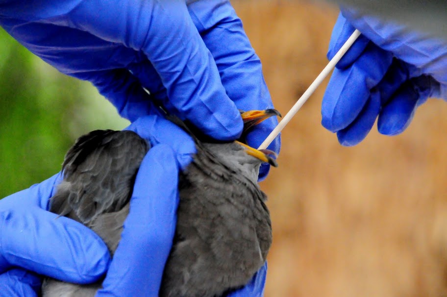 Mouth Sponges on a Stick Solve Bird Dental Problems